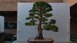 Hinoki Cypress Bonsai Tree Chicago Botanic Garden Bonsai Collection October 2023 bonsai [upl. by Olette]