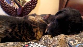 Our Labradoodle and maine coon cat enjoying a licking lovefest [upl. by Beryle685]