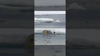 Polar Bears Stealty Ambush on a Seal From BBC Earth wildlife animals [upl. by Eetnahs]