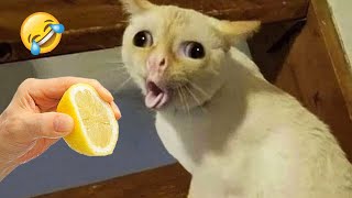 Ultimate Funny Cats and Dogs 😻🐶 Funniest Animals 😂 Part 10 [upl. by Riker]