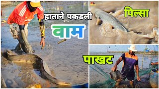 वाण्यात पडला मोठा मोठा म्हावरा  वाम  Stingray  Big Mullets  Snapper  Vana Masemari  Fishing [upl. by Kina]