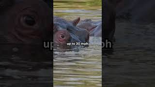 Did you know that hippos can run faster than Usain Bolt shorts facts animalfacts [upl. by Berthe928]