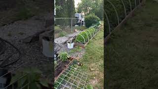 McAdoo Garden Update 15 July 24 Part 2 [upl. by Enelloc]