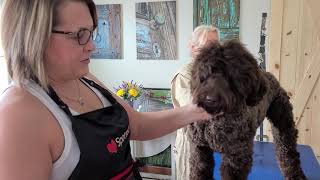 How to groom the Australian Labradoodle head the Big Rock Way [upl. by Limber]