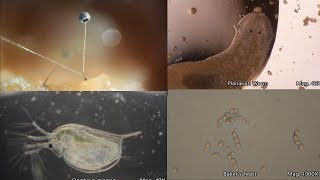 The Amazing Microscopic World [upl. by Lezlie]