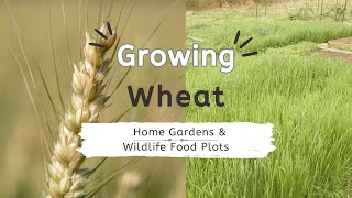 How to plant backyard wheat for home and wildlife foodplots garden goats [upl. by Derron]