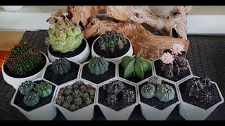 Repotting some of cacti [upl. by Corell]