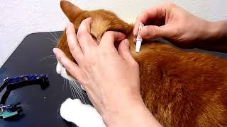 How to administer a SpotOn Flea Treatment to your cat [upl. by Sheline]