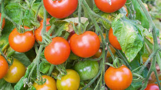 Saving Tomato Seeds How to Prepare and Store Seeds from Your Tomato Plants [upl. by Goodhen]