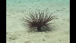 Nel mare Ligure di Albissola Marina Anemone viola Purple tube anemone Cerianthus membranaceus [upl. by Ative853]