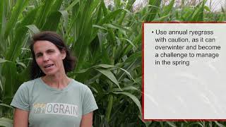 Interseeding cover crops into organic corn [upl. by Maryjo24]