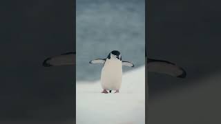 Penguin Walk  Antarctica  Lindblad Expeditions [upl. by Arfihs]