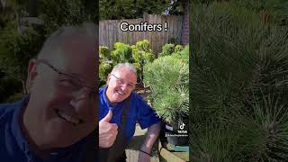 Conifers gardening conifers conifer conifersociety plants allyearroundplants [upl. by Mcafee]