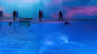 Walking on the water and back floating Dolphins spectacular show [upl. by Yenitirb]