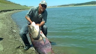 Симферопольское водохранилищеТолстолобик гигант 46кгBig tolstolobik fishingЛовля толстолоба [upl. by Judas]