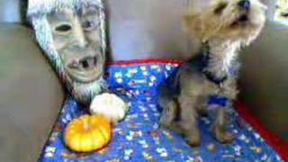 Crazy Yorkie Dog  Yorkshire Terrier on Halloween [upl. by Nivra]