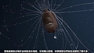 18種稀奇神秘的深海魚類和生物，相信超過一半你沒聽過。 [upl. by Griswold758]