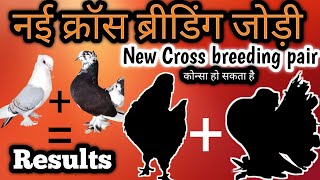 New Cross breeding pair Kharida  Cross breeding pair Result crossbreed viralvideo [upl. by Yeroc]