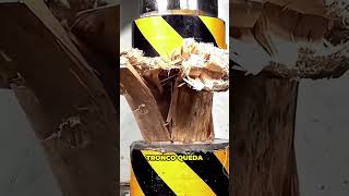 ¿¡Cuál De Estos Troncos De Madera Sobrevivirá 🤯 [upl. by Urania]