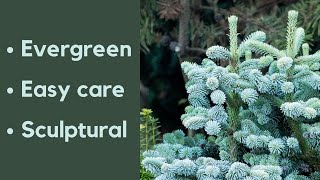 How conifers can transform your garden [upl. by Marnie]