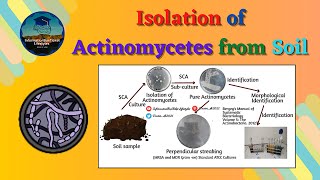 Isolation of Actinomycetes from Soil  Principle amp Procedure  Basic Microbiology Lab Techniques [upl. by Adnahsed914]