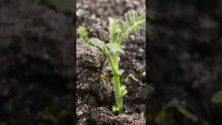 Time lapse of Growing plant chickpeas microgreens nature flowers [upl. by Atterual]