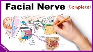 Facial Nerve Anatomy Simplified [upl. by Shirlie]