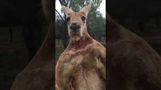 The Buff Marsupial Kangaroo [upl. by Yedoc274]