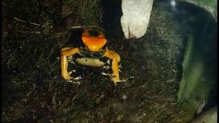 Diaporama photos  Dendrobates tinctorius quotazureusquot  httpaqualouryfrgd [upl. by Alane336]