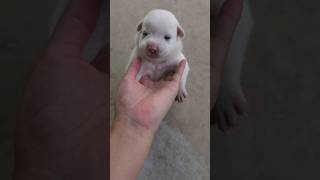 Puppies learn drink finger puppies cute cuteanimal [upl. by Sirrah]