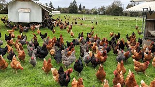 How American Farmers Raise Millions Of Poultry In The Pasture  Chicken Farming [upl. by Krishna]