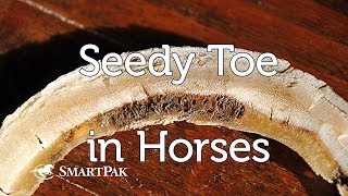 Seedy Toe in Horses [upl. by Jamnis332]