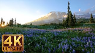 4K Wild Flowers of Mount Rainier with Nature Sounds  3 HOUR [upl. by Tattan]