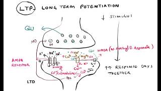 Synaptic plasticity Habituation Sensitization LTP LTD [upl. by Yelsnya]