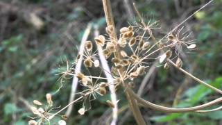 A Woodhall Spa to Horncastle from Martin Walk on a disused railway [upl. by Ceevah464]