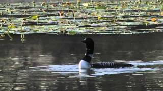 Common Loons and calls [upl. by Eiryt]