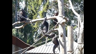 Schimpanser som skriker på Kolmårdens djurpark Chimpanzee at Kolmårdens Zoo in Sweden [upl. by Marc]