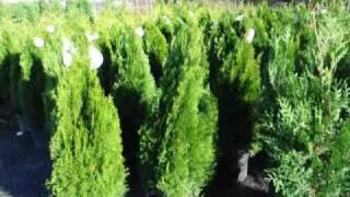 See How to Fertilize your Cedars and Arborvitae [upl. by Gerdy607]