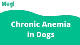 Chronic Anemia in Dogs  Wag [upl. by Aihcats]