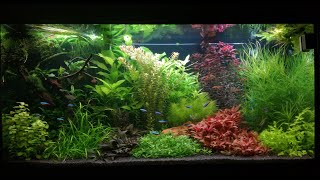 Juwel Rio 350 LED aquarium setup [upl. by Linis]