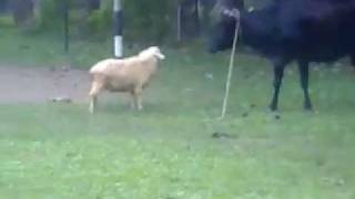 Sheep vs Cow [upl. by Quin]