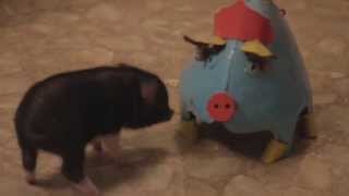 Piggy Tales 04 Mini Pot Belly Pig Ebenezer funny tricks playing with dog cat micro pig [upl. by Roz848]