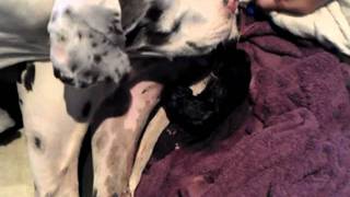 Great Dane Puppy being born [upl. by Nauquf121]