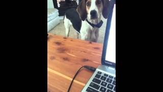 Coonhound talking while I am trying to work [upl. by Browne]