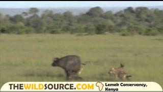 Cape Buffalo Mom Denies Spotted Hyena Hunt of Her Calf Right After Giving Birth  Kenya Safari [upl. by Allevon]