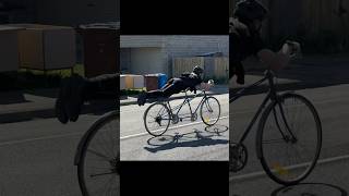 Who has tried a Tandem bike  …… bikes [upl. by Retha959]