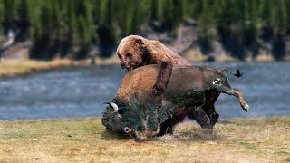 Bison Attacked to a Bear Then Turned into Its Meal  Bear vs Bison [upl. by Leotie]