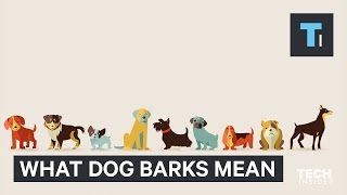 Your dog has different kinds of barks — here’s why [upl. by Eux106]