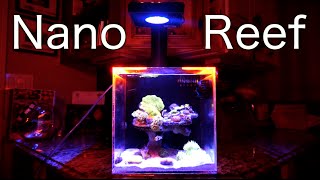 CoralFish12gs Nano Reef  10 Gallon Aquarium [upl. by Ekenna]