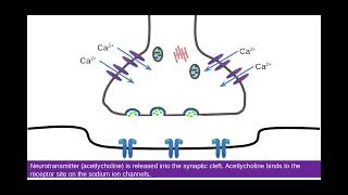 Synapses PART 1 513 Neuronal Communication d Structure and function of a synapse [upl. by Burchett]